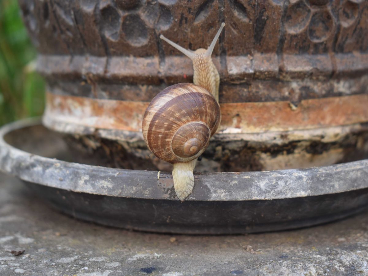 A snail climbing the edge of a weathered flower pot. Puž koji se penje uz rub istrošene posude za cvijeće.